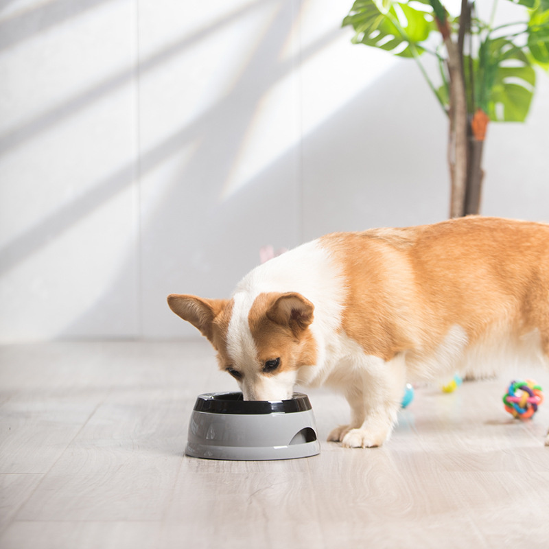 Pet Dog Bowls Floating Not Wet - Travel Accessories For Dogs のレビューと価格