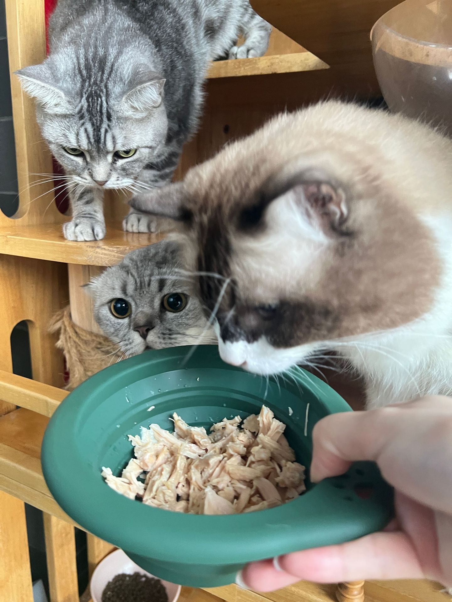 Portable Silicone Pet Bowl Col - Travel Accessories For Dogs のレビューと価格